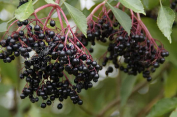 What are the Uses of Elderberry?