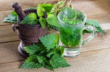 NETTLE - a Weed or a Multivalent Herb?