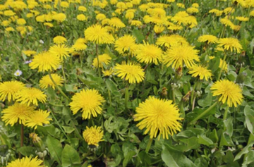 Dandelion - A Perfectly Edible Weed?