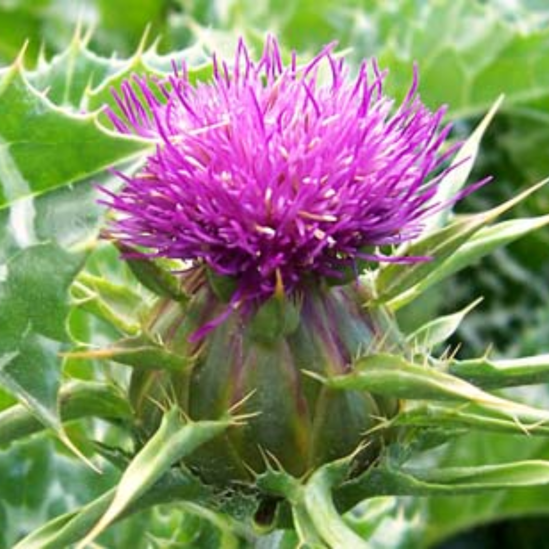 Milk Thistle ~ Silymarin
