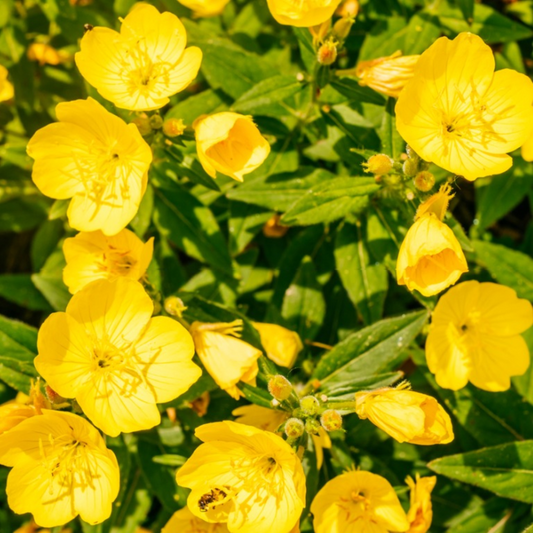 Evening Primrose Oil - Including OMEGA 6